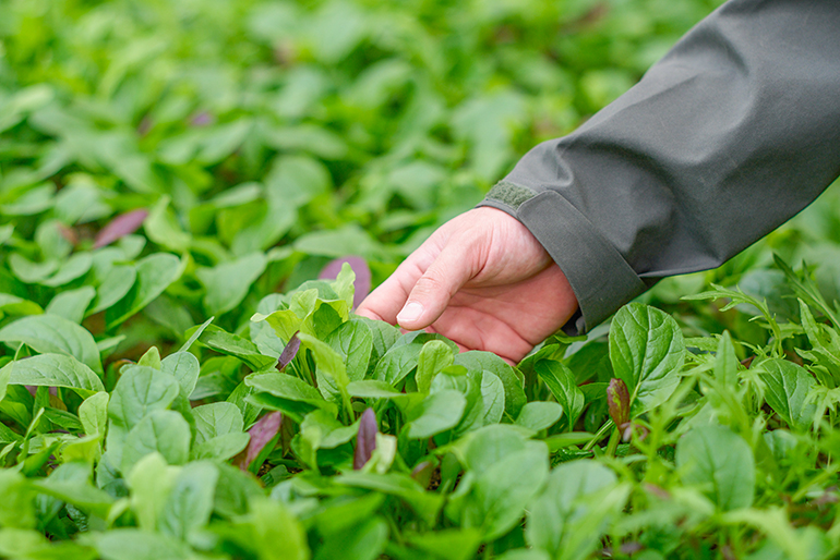 植物の力を引き出す、妥協なき管理