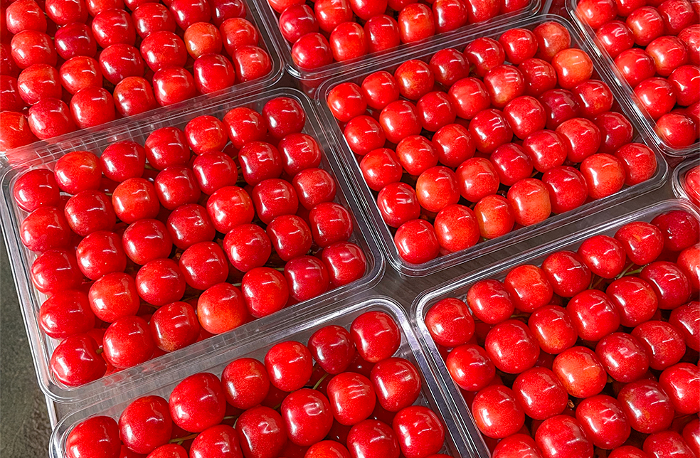 山形直送計画】山形県産さくらんぼ（贈答用・家庭用） – 戸田農園