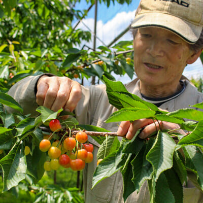 収穫前に行う「葉摘み」が色付きの良さの秘密