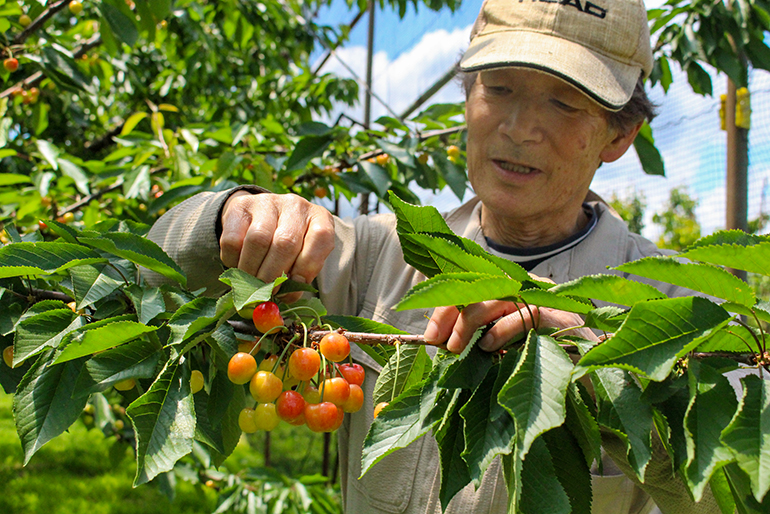 収穫前に行う「葉摘み」が色付きの良さの秘密