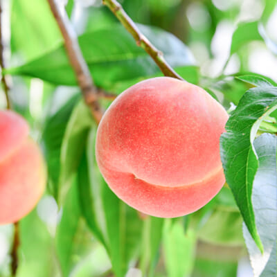 収穫前に行う「葉摘み」によって、色付きの良い桃になります