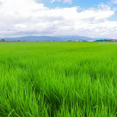 寒暖差に恵まれた山形盆地