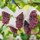 山形県産 種なしぶどう デラウェア（贈答用・家庭用）