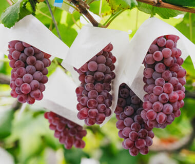 予約注文：山形県産 種なしぶどう デラウェア（贈答用・家庭用）