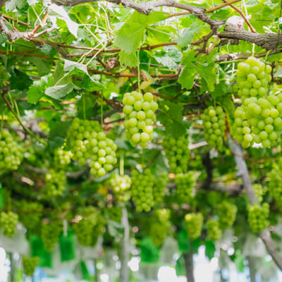 高畠町の畑で、風味豊かに育ちます