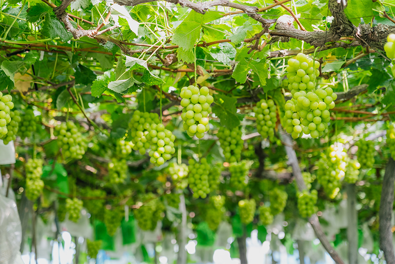 高畠町の自然が育む、濃厚な甘み