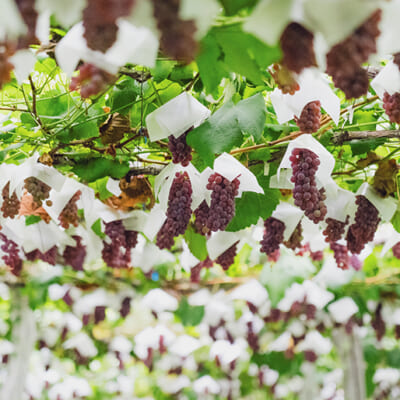 高畠町の畑で、風味豊かに育ちます