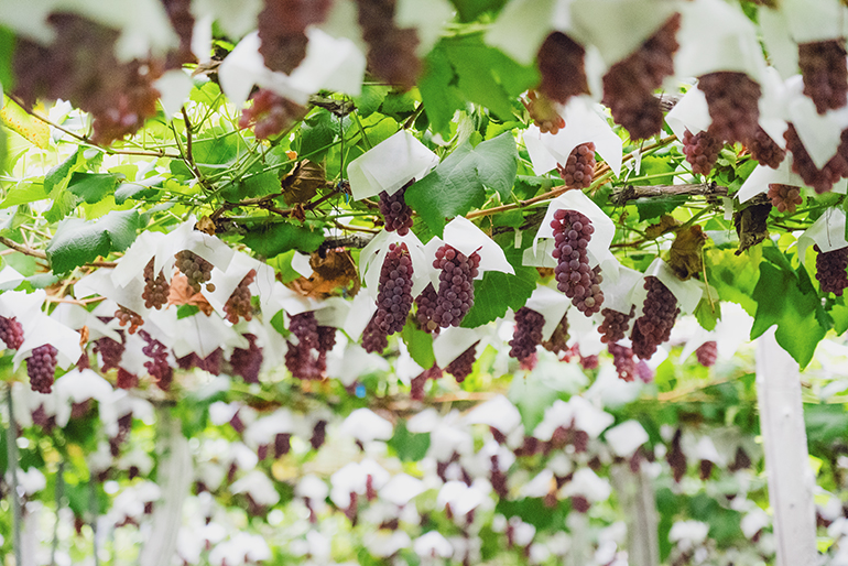 高畠町の自然が育む、濃厚な甘み