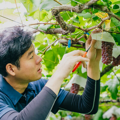 土壌からこだわる、若手夫婦の絶品ぶどう