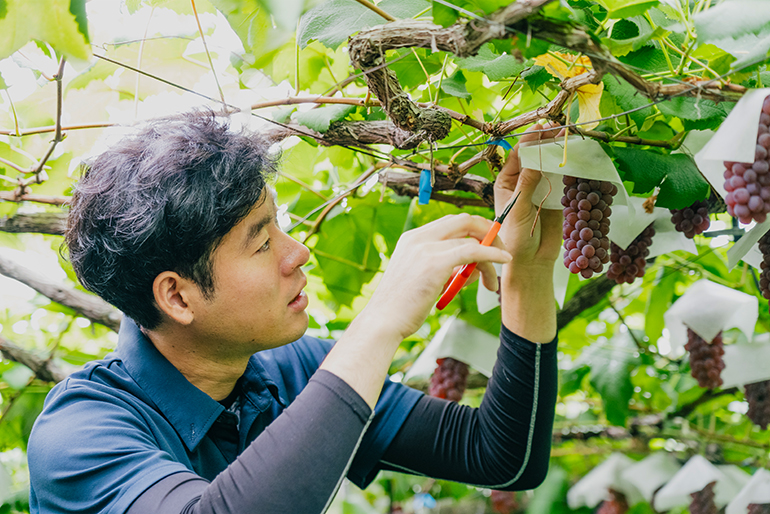 日々の丁寧な管理がおいしさを左右します<br />
