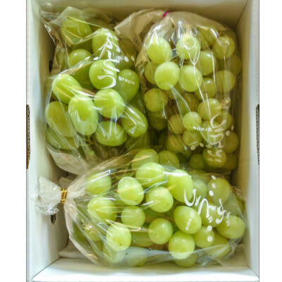 【家庭用】山形県産シャインマスカット 1.2kg