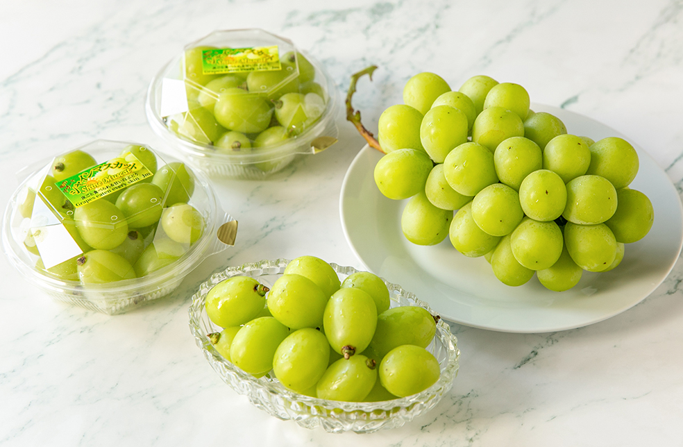 山形直送計画】山形県産シャインマスカット（贈答用・家庭用） – 治右