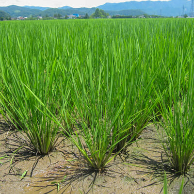 「疎植栽培」で力強い稲に成長