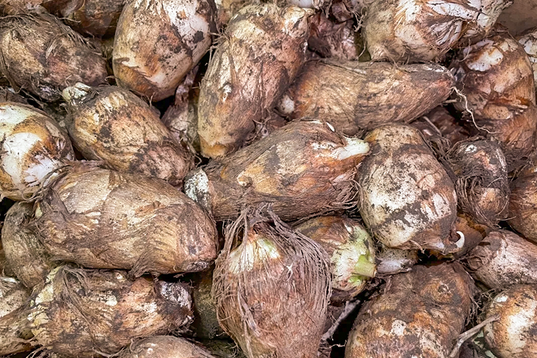 風味や鮮度を保つ「土付き里芋」