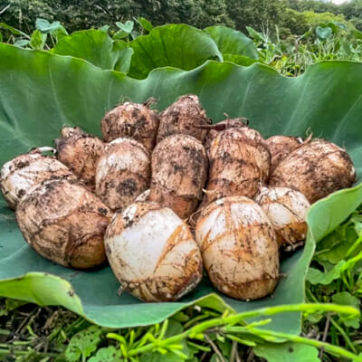 風味や鮮度を保つ「土付き里芋」