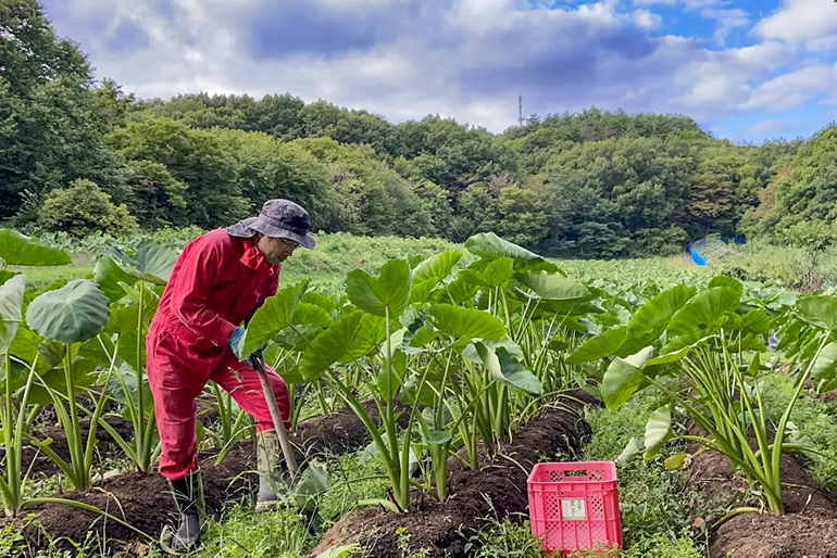 里芋本来の生命力を引き出す「自然栽培」