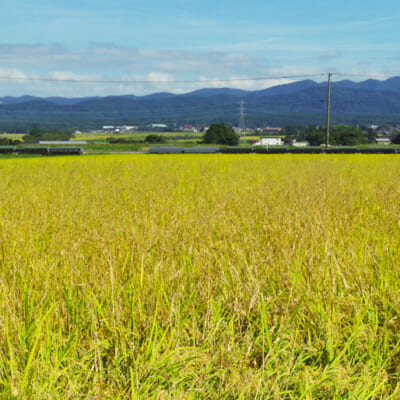 有機JAS認証米「でわのもち」を使用