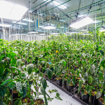 YAMADEN AGRIの完全室内栽培