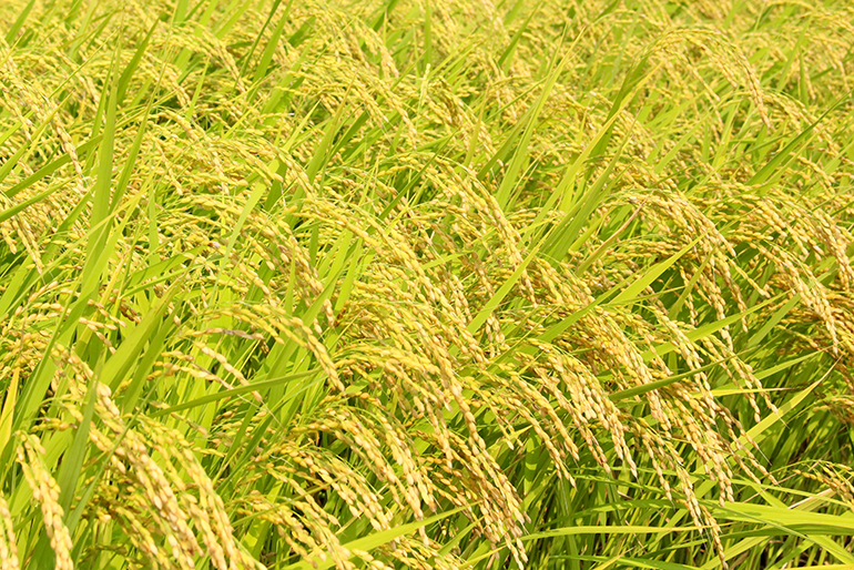 米作りに適した環境の豊田地区