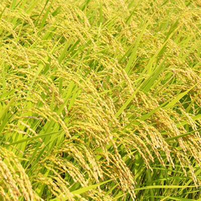 米作りに適した環境の豊田地区