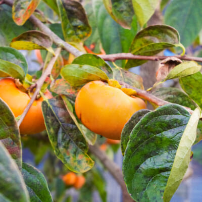 豊かな環境と手間暇が育む柿