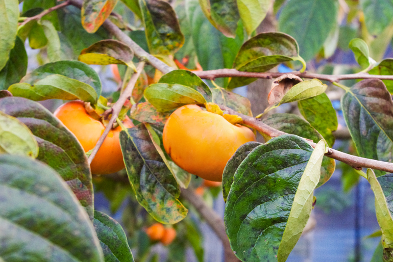 豊かな環境と手間暇が育む柿