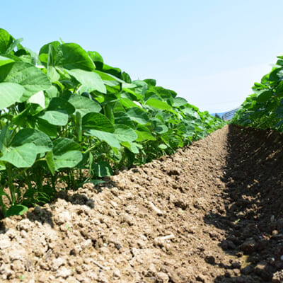 自家採種にこだわることで、理想の味わいを追求