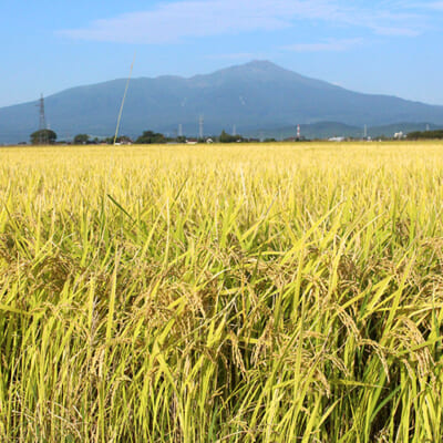 鳥海山の雪解け水で栽培したもち米