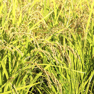 酒田市生まれのもち米「酒田女鶴」を使用