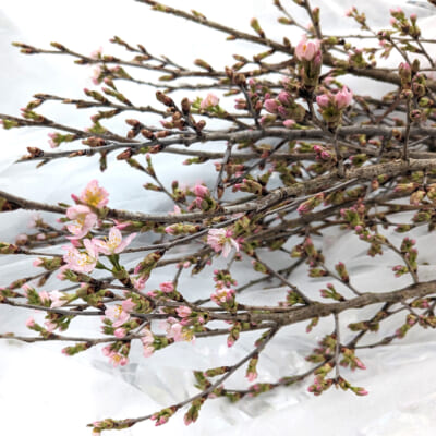 山形県産 啓翁桜 100～120cm 20本