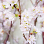 山形県産 啓翁桜