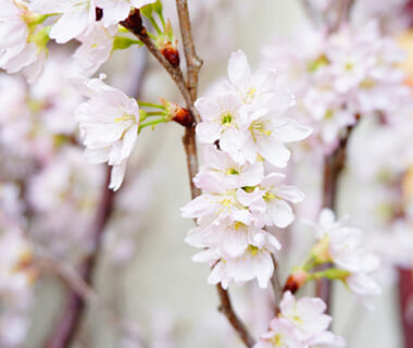 予約注文：山形県産 啓翁桜