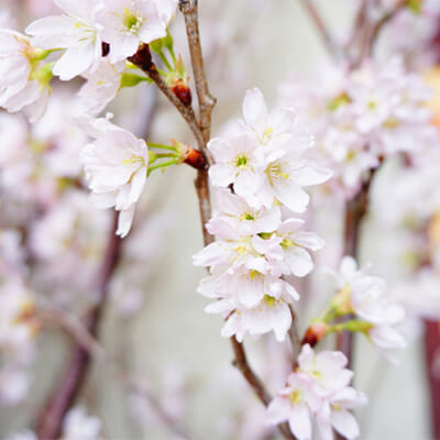 予約注文：山形県産 啓翁桜