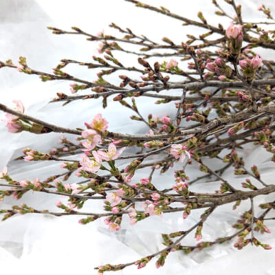 雪深い環境で育った、冬に咲く桜