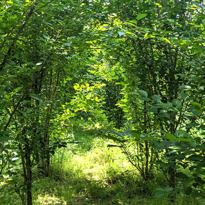 自然に寄り添いながら、手間ひまかけて栽培
