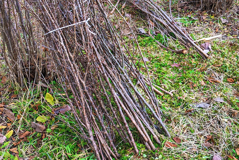 冬に花を咲かせるための工夫
