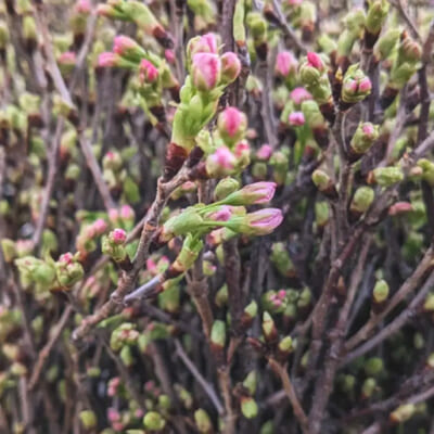 開花する直前の「つぼみ」の状態でお届け