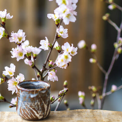 美しい桜に、ほっと癒されます