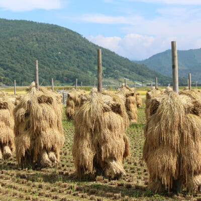 伝統的な農法「くいがけ」で自然乾燥したお米