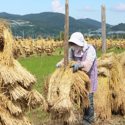 稲全体をムラなく乾燥させる「かけ替え」
