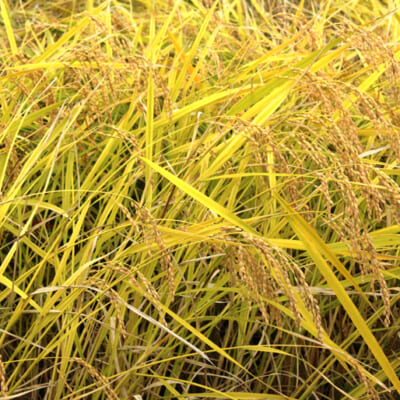 南陽市の自然環境を活かして栽培