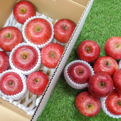 山形県産 雪ん子りんご ふじ 5kg