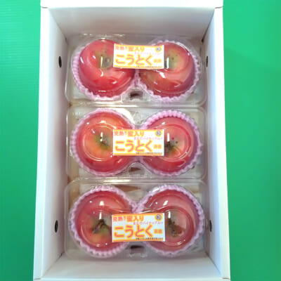 【贈答用】山形県産りんご 高徳 約1.5kg（パック入）