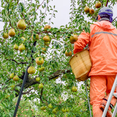 美味しさの秘密は、盆地ならではの気候