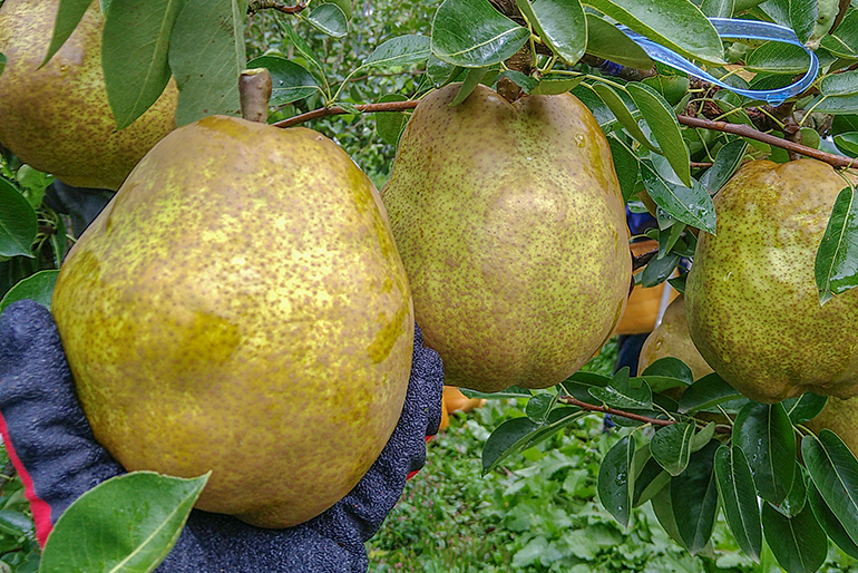 甘みと香りが強くなる「追熟」