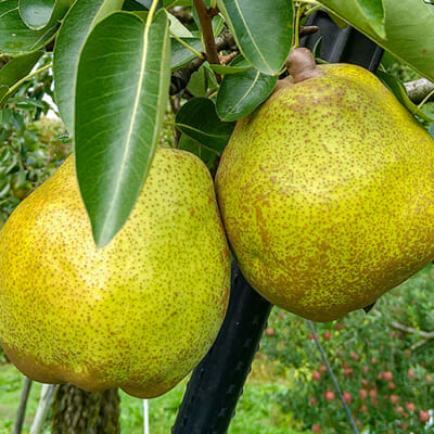 「追熟」で甘みと香りが強くなる