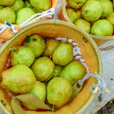 黄みがかった緑色が美味しさの証!