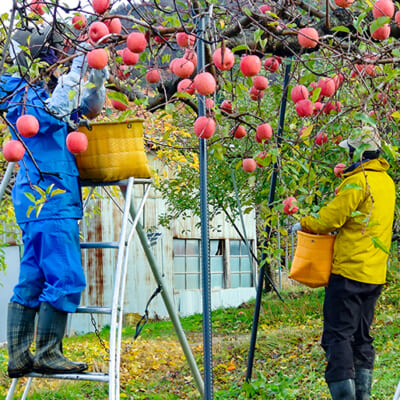 袋をかけない「無袋栽培」