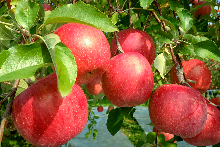 置賜地方の自然がギュッと詰まった「ふじ」