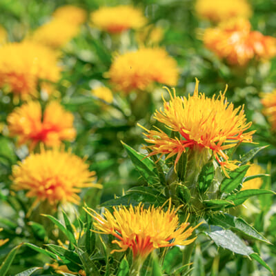 自社農園で原料となる紅花の栽培にも注力